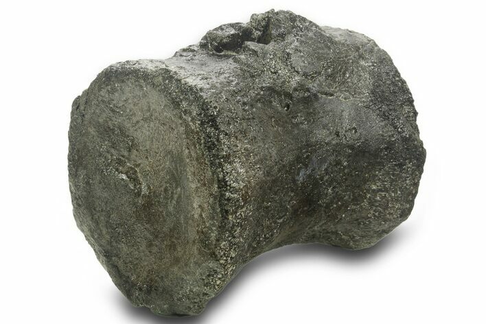 Fossil Sauropod Dinosaur Caudal Vertebra - Wyoming #377945